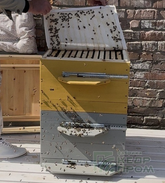 Ульи из кедра