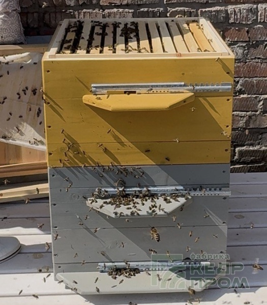 Ульи из кедра