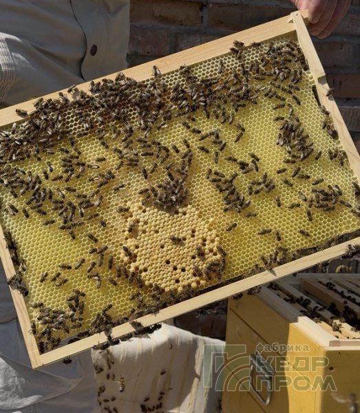 Ульи из кедра