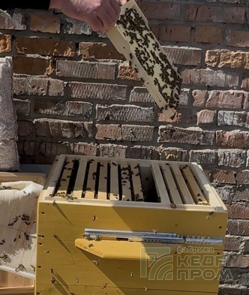 Ульи из кедра